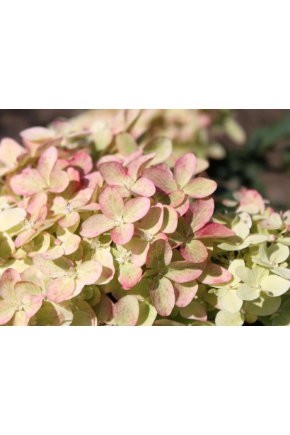 Гортензия Волшебная свеча